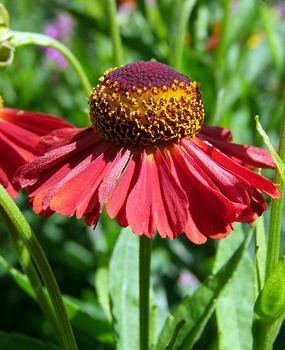 Sonnenbraut Ruby Tuesday®, Helenium Ruby Tuesday® | Hauenstein AG