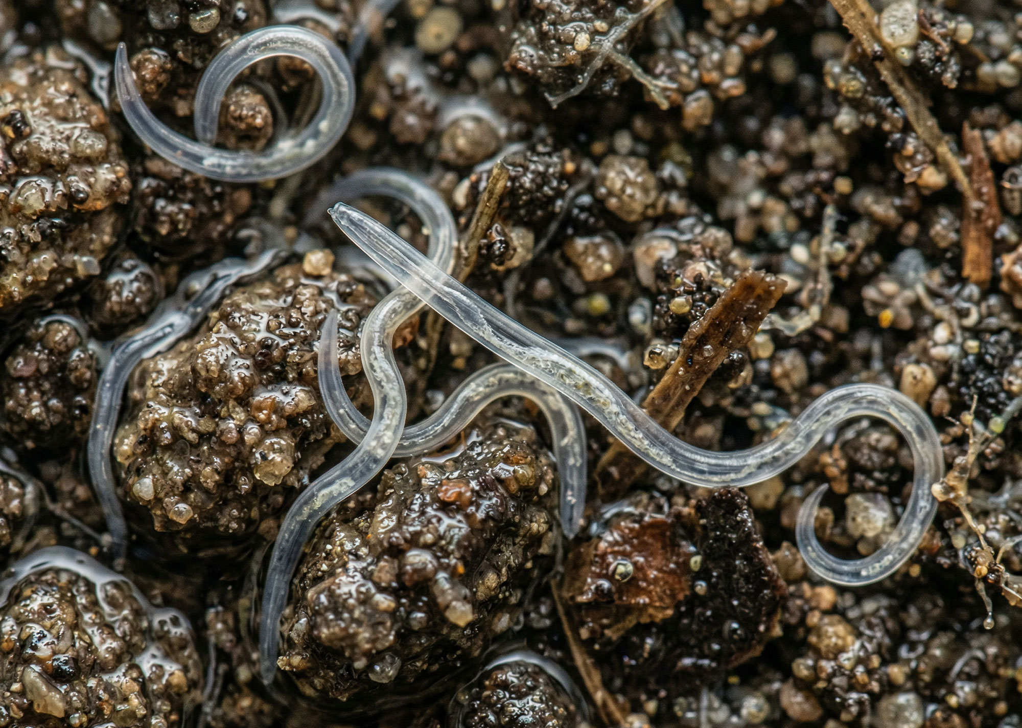 Carponem® Nematoden