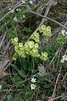Waldschlüsselblume