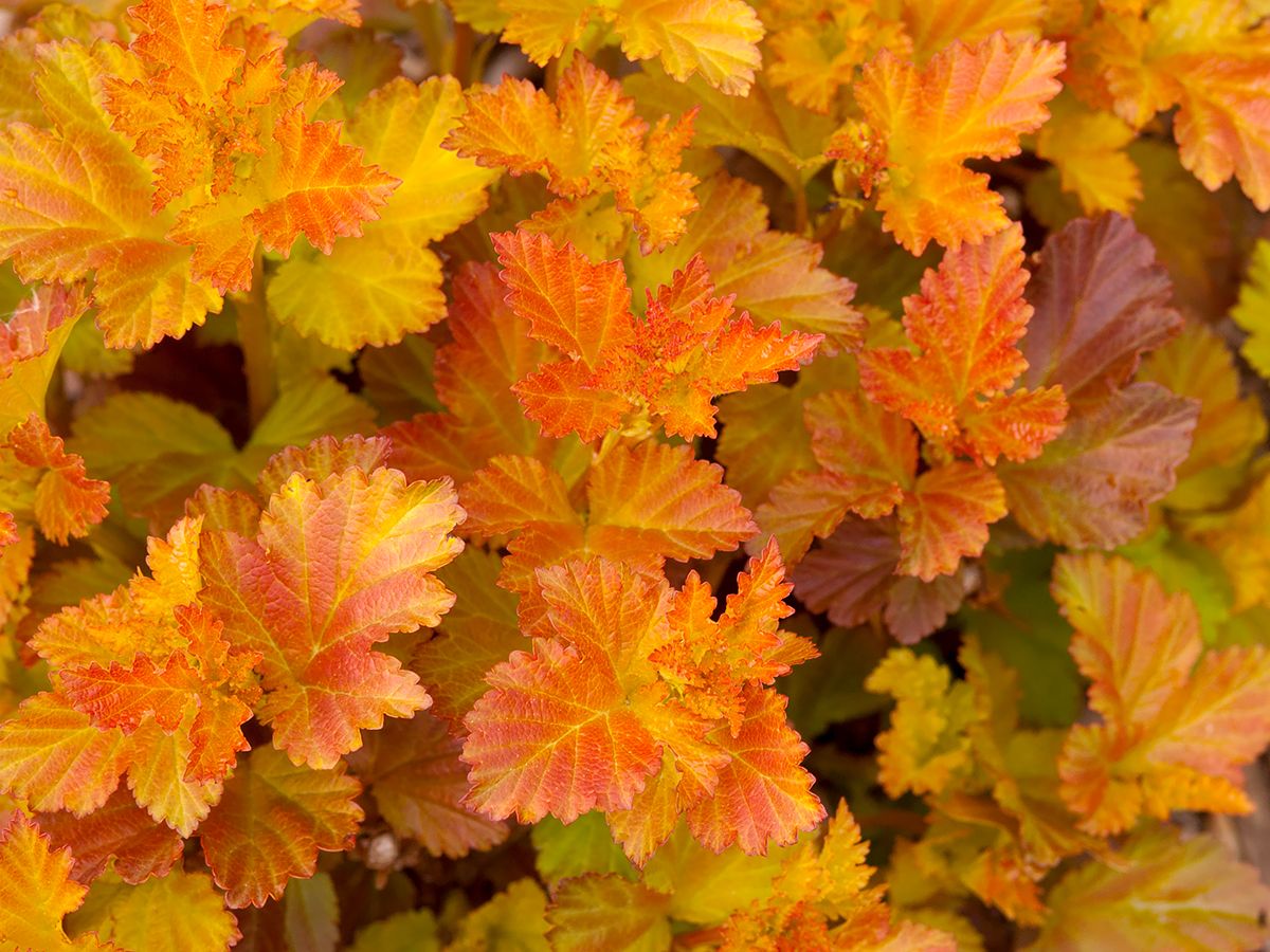 Blasenspiere Amber Jubilee®
