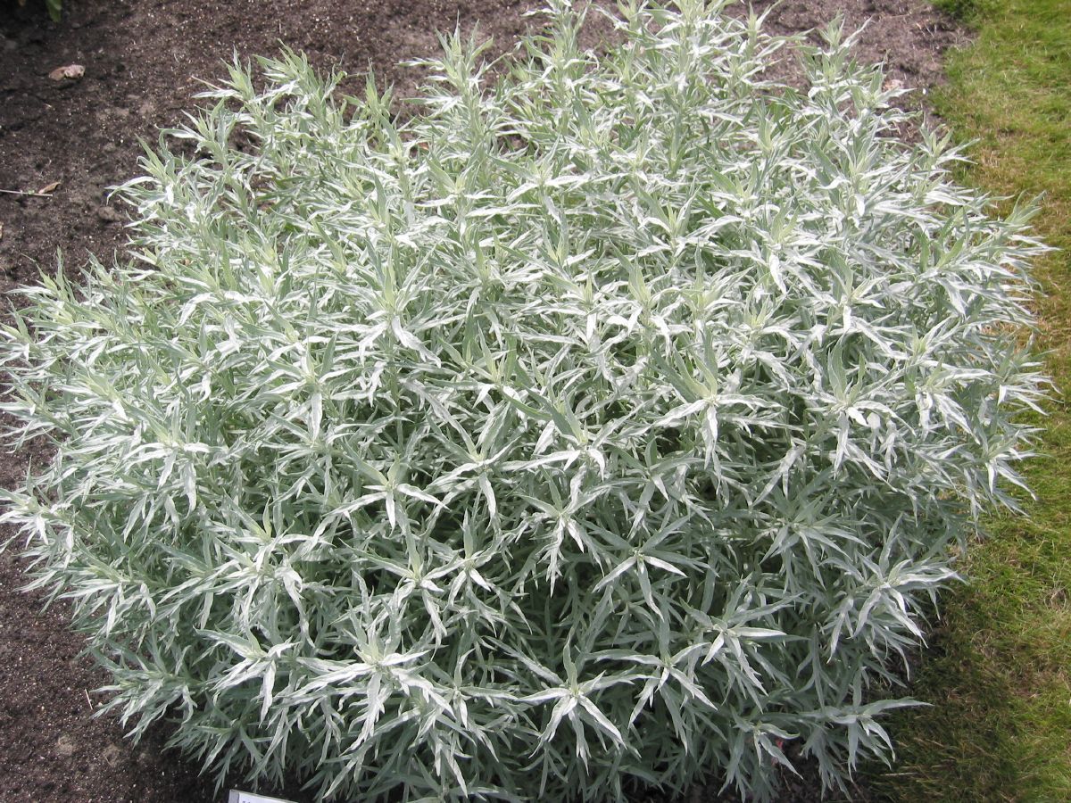 Beifuss Silver Queen