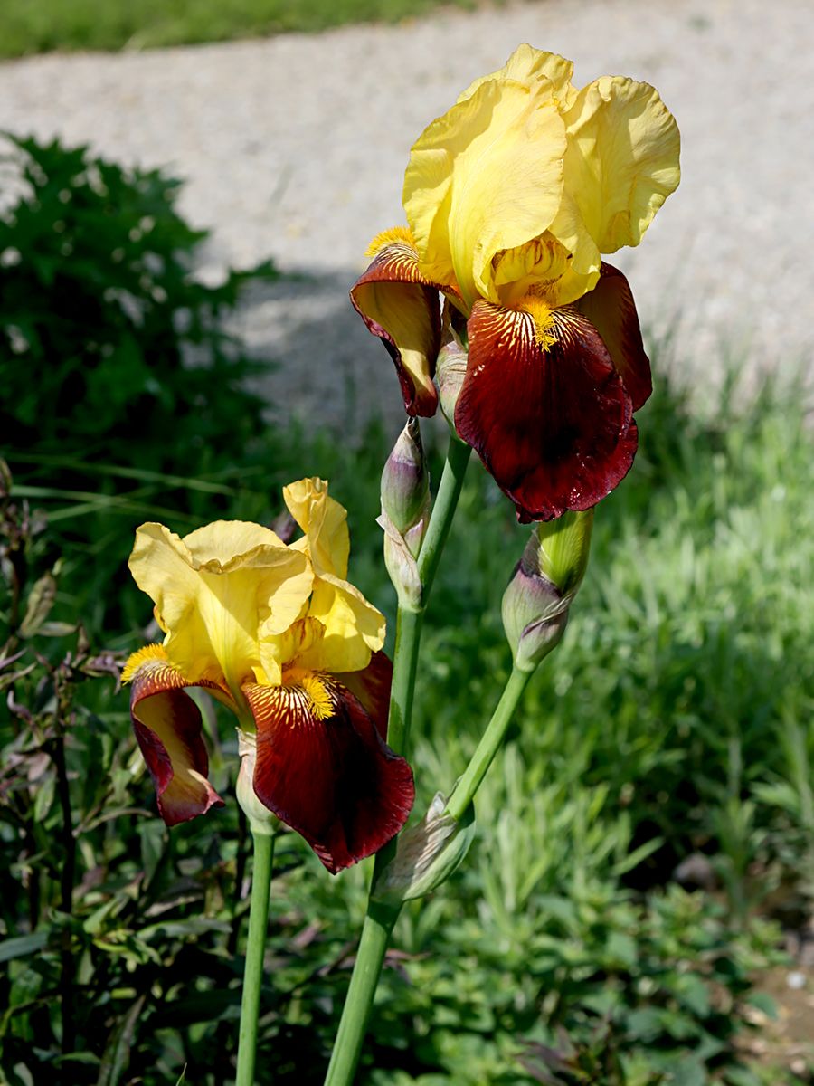 Hohe Bartiris, Schwertlilie