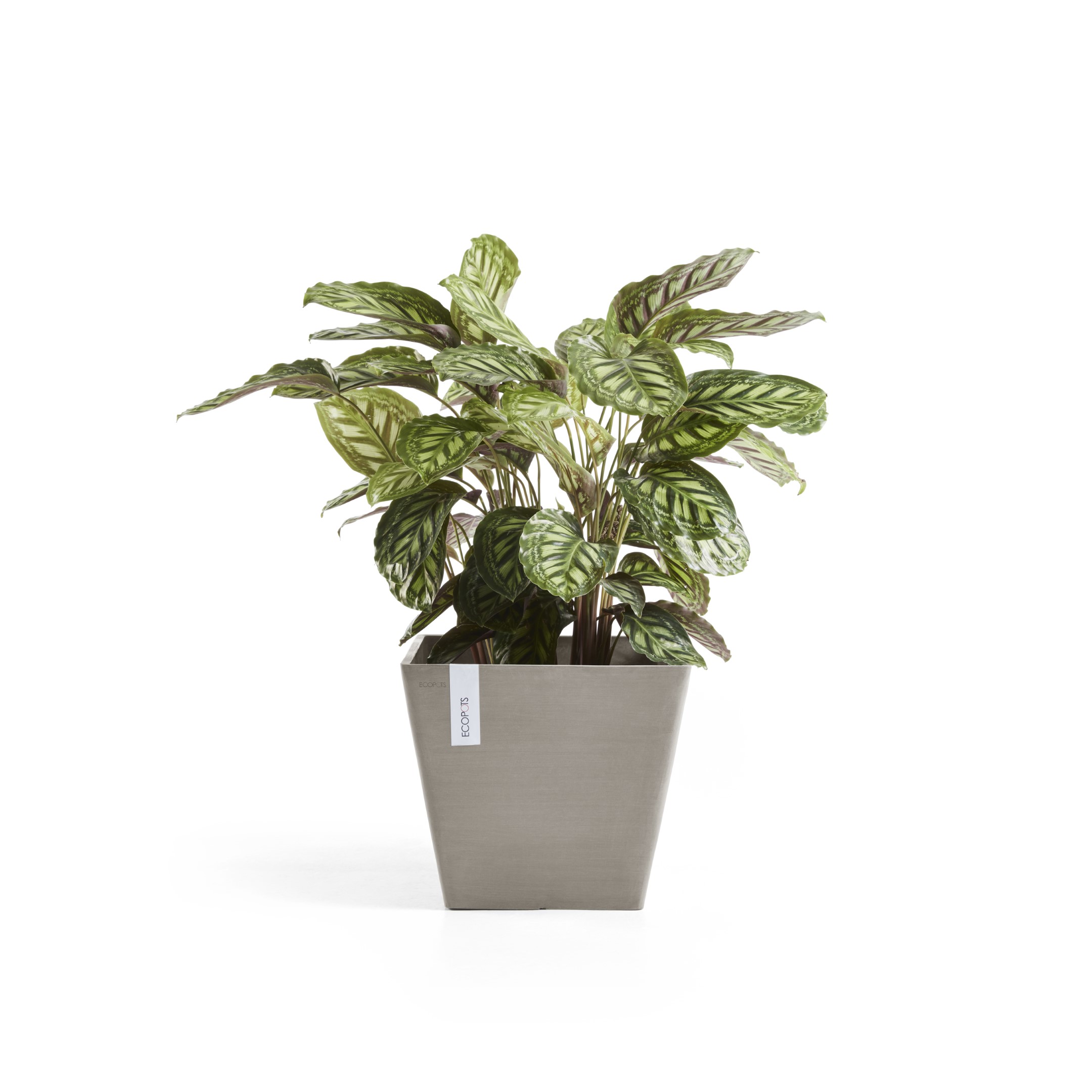 Ecopots Rotterdam