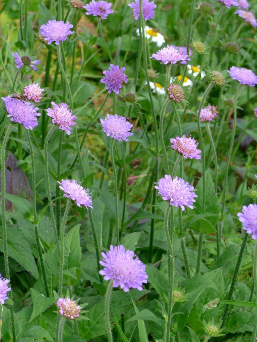 Waldwitwenblume