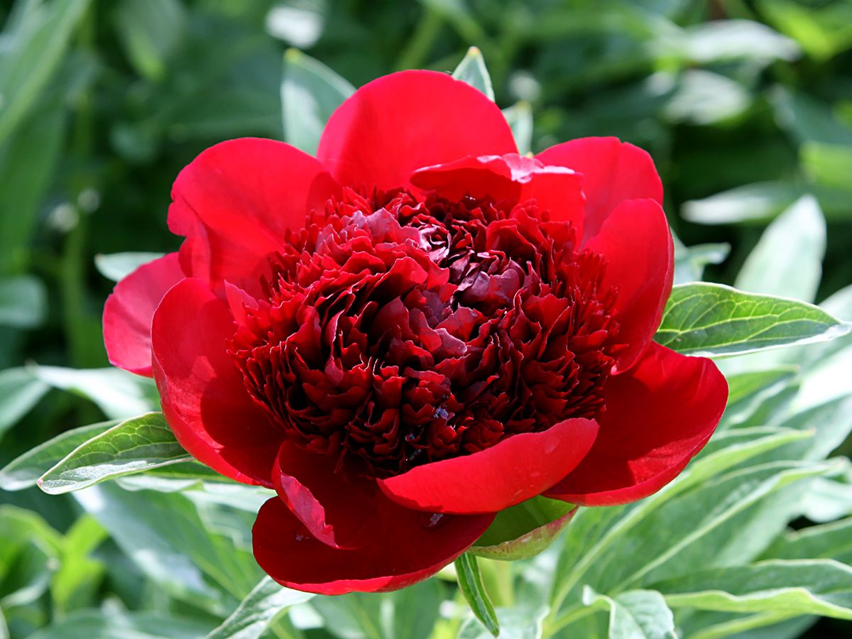 Pfingstrose Red Charm Pfingstrose Red Charm