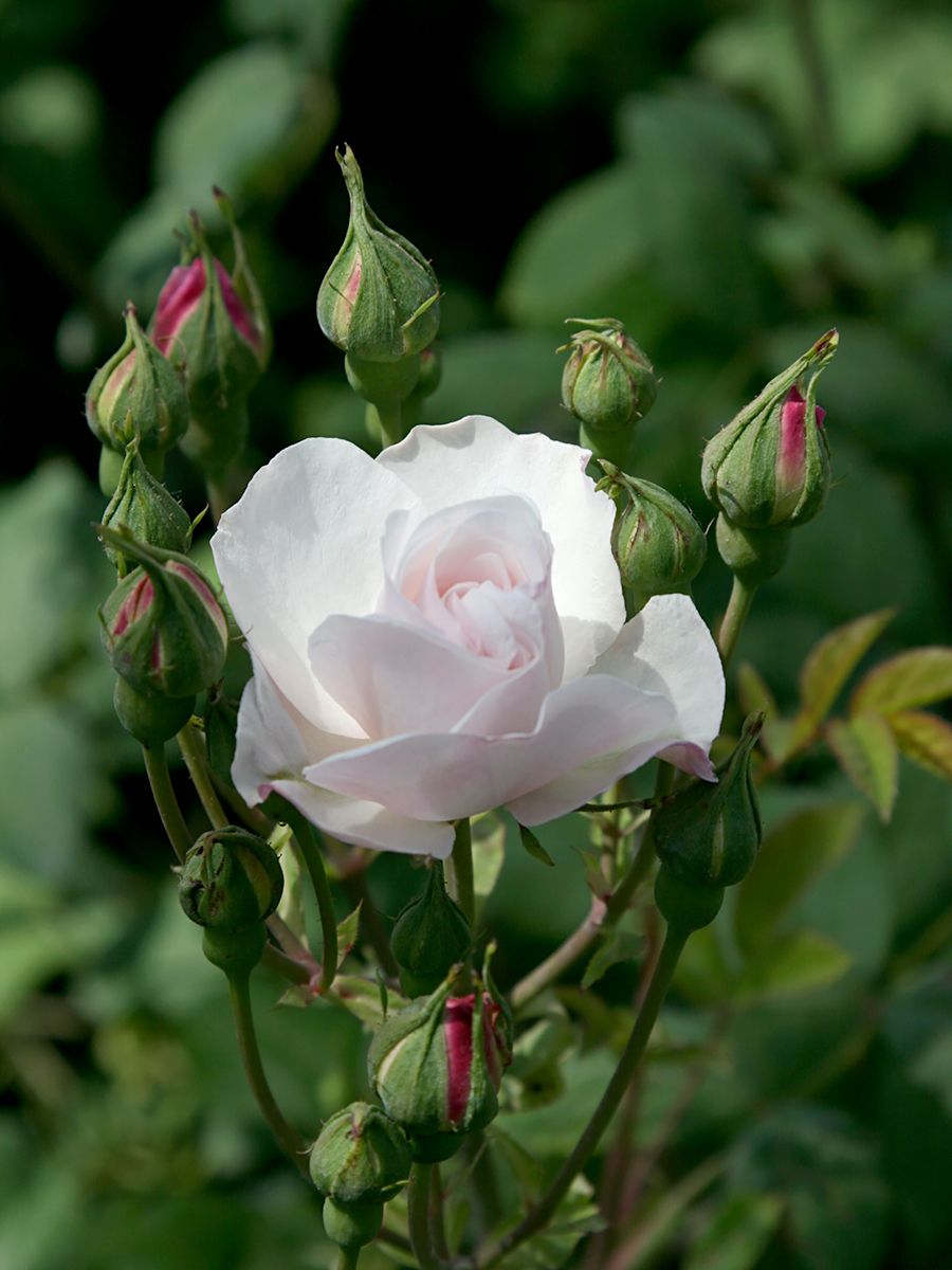 Venusta Pendula (R) Kletterrose (Rambler, anspruchslos, Hagebutten)