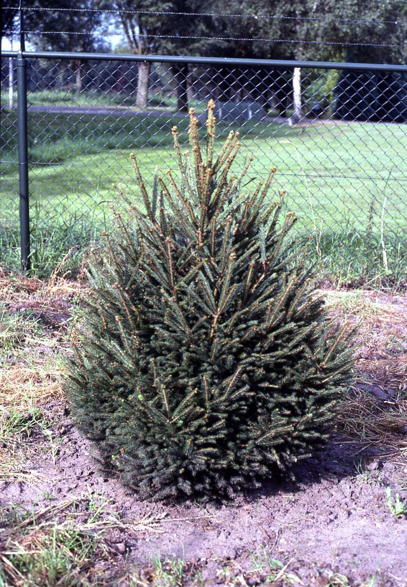 Orientalische Fichte Gracilis