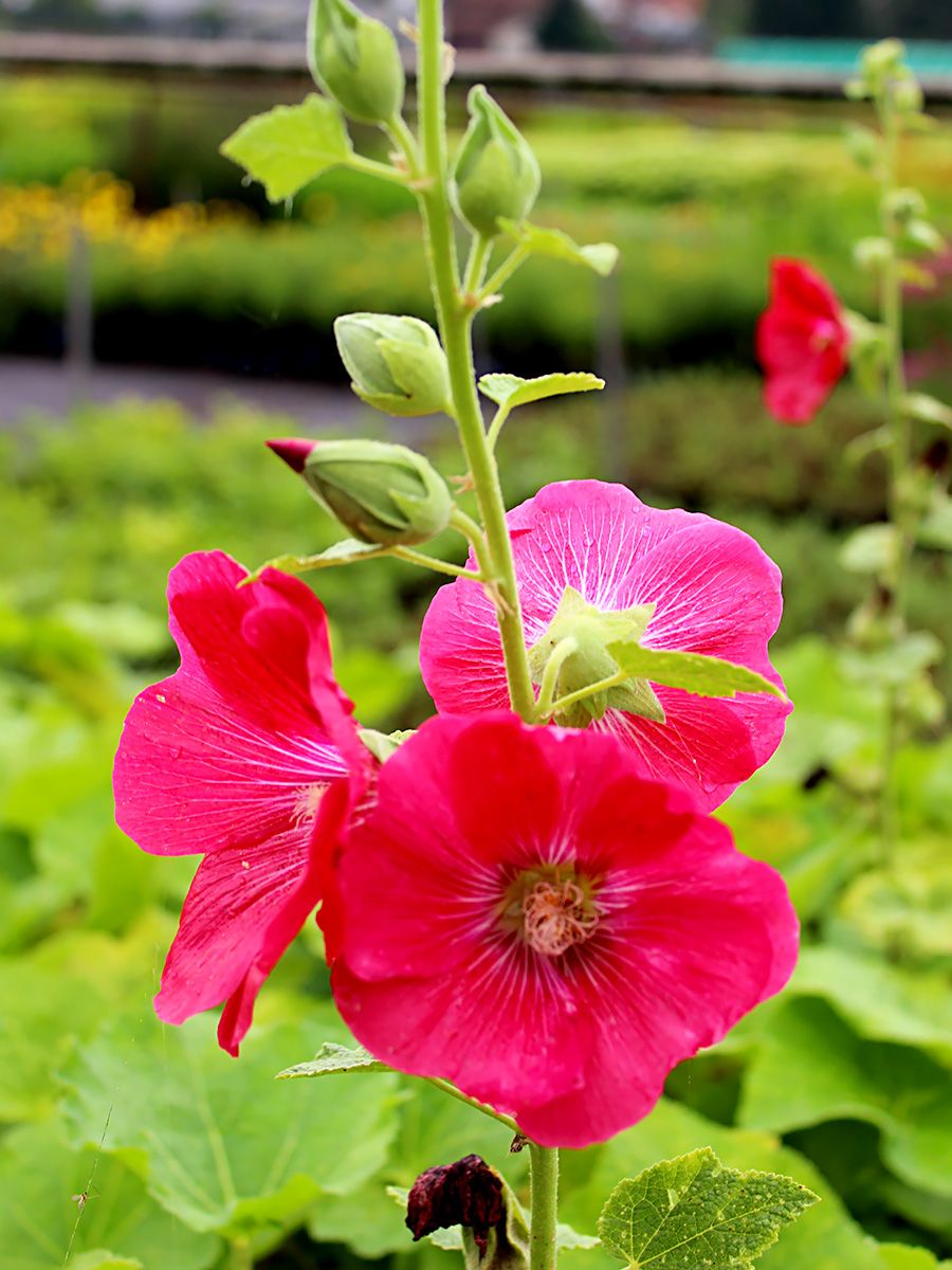 Stockrose Mars Magic
