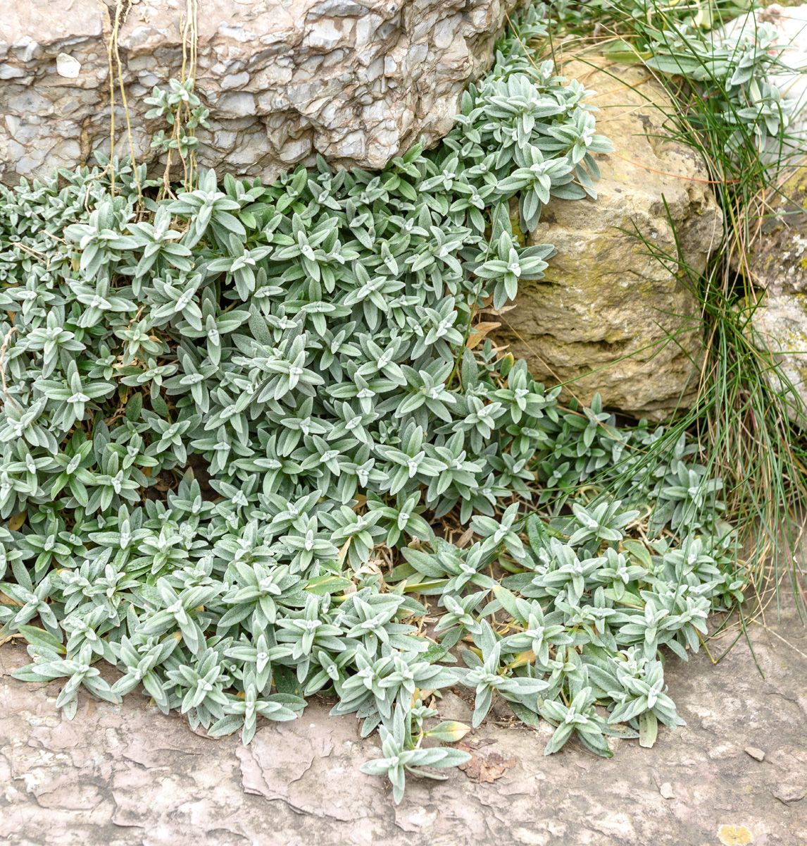 Hornkraut