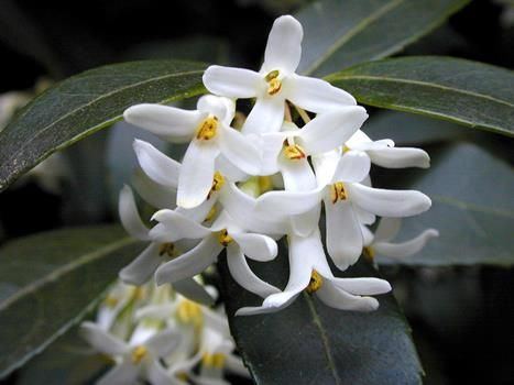 Frühlingsduftblüte Frühlingsduftblüte