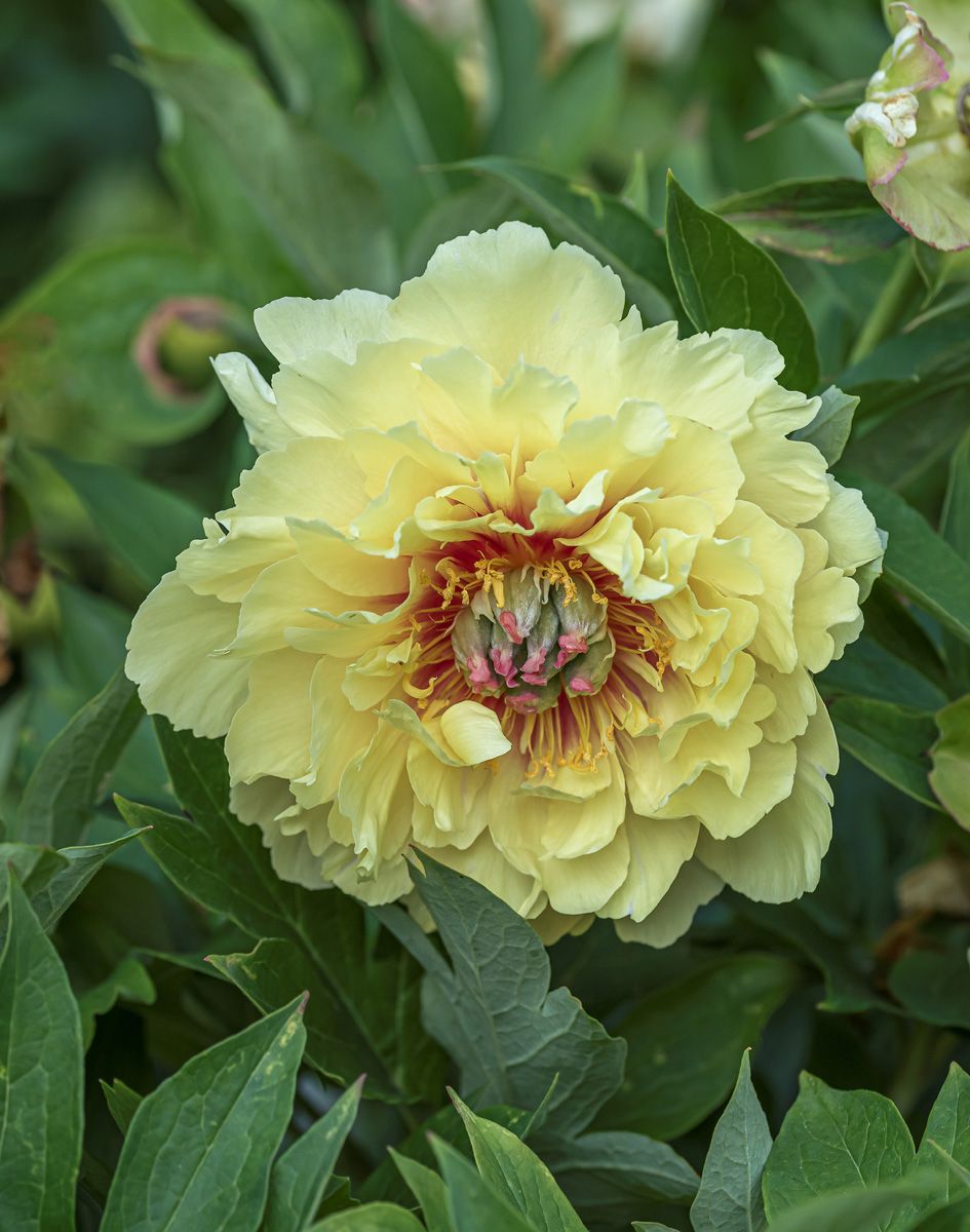 Pfingstrose Itoh-Hybride Garden Treasure