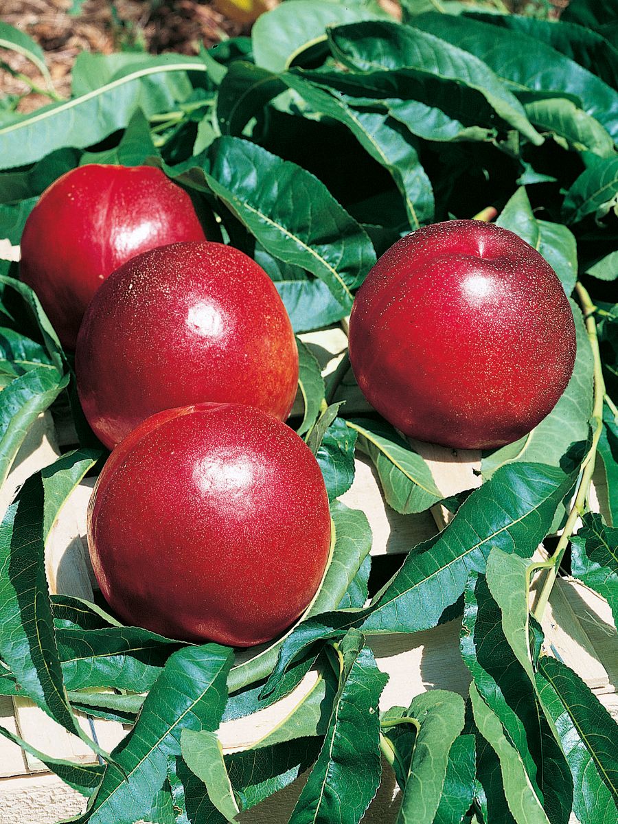 Nektarine Honey Kist (S) Nektarine Honey Kist (S)