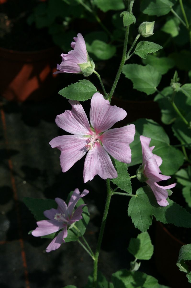 Strauchmalve Candy Floss