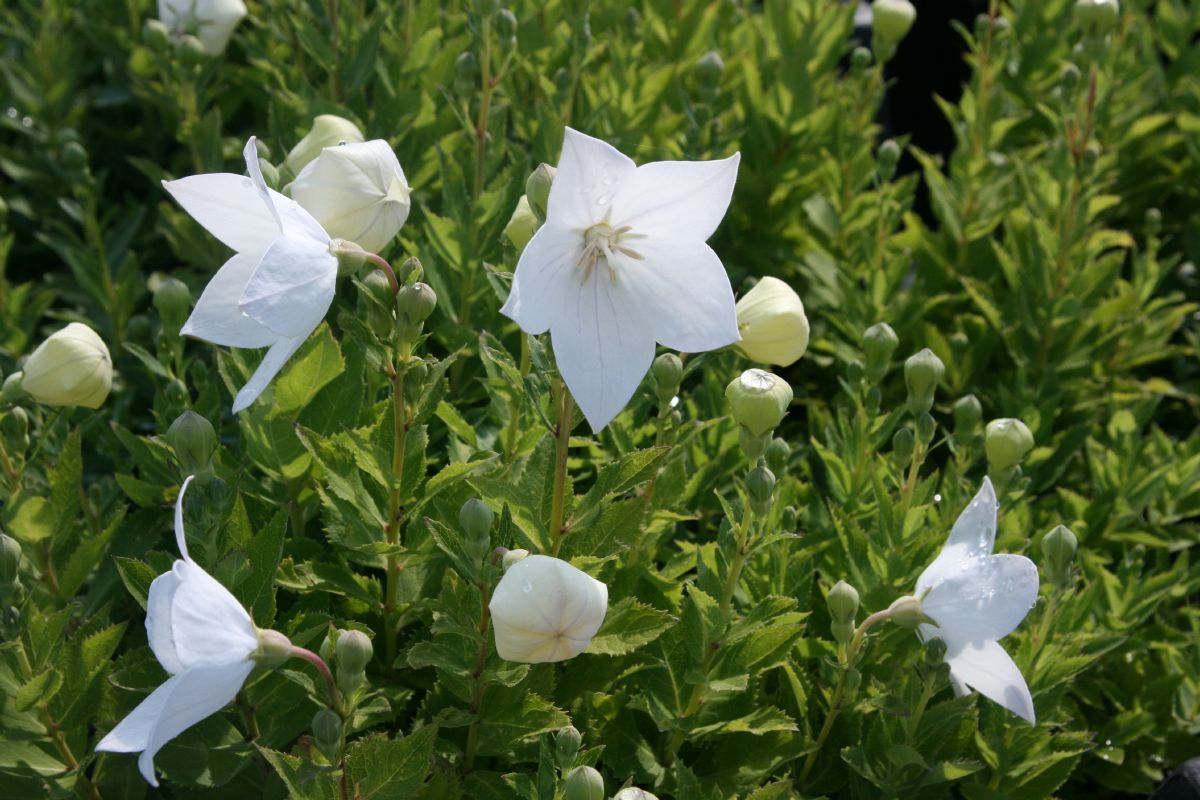 Ballonblume Astra White