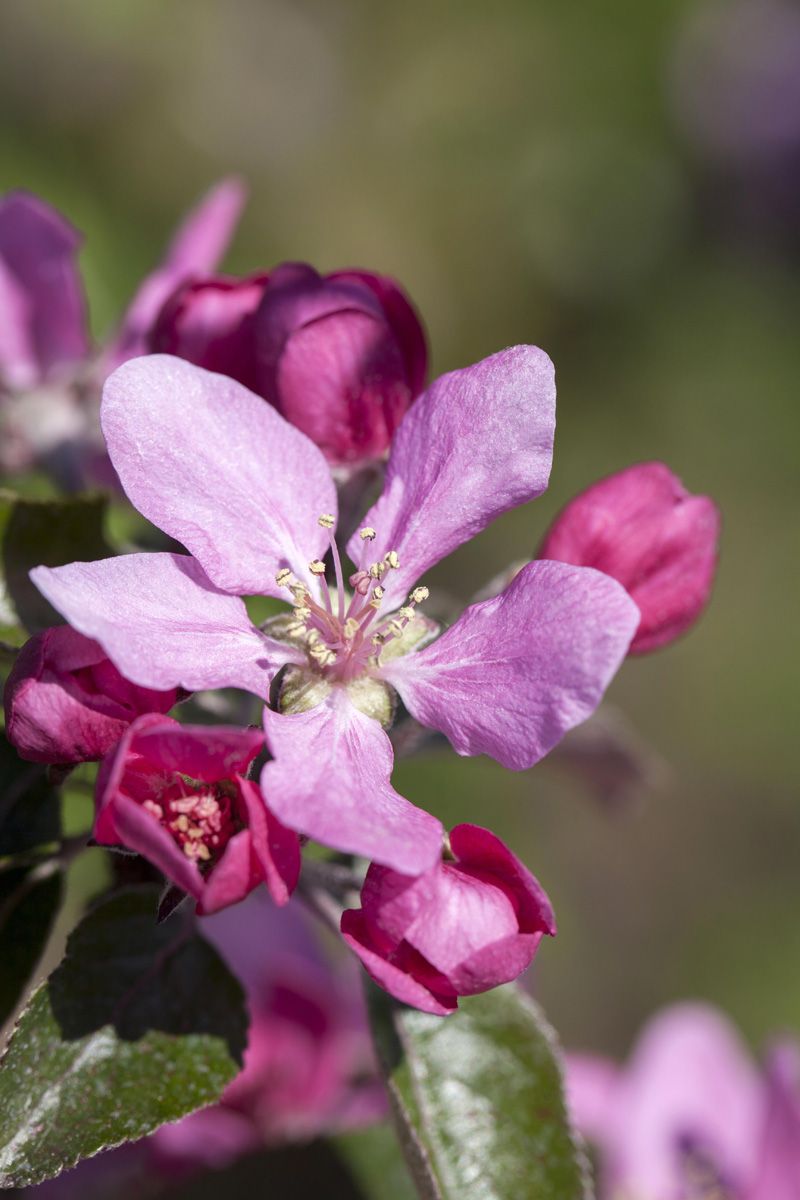 Zierapfel Royal Raindrops®