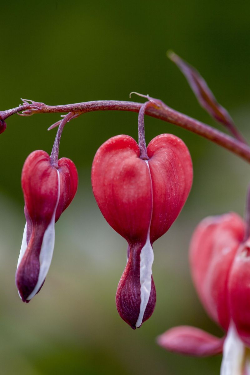 Tränendes Herz Valentine