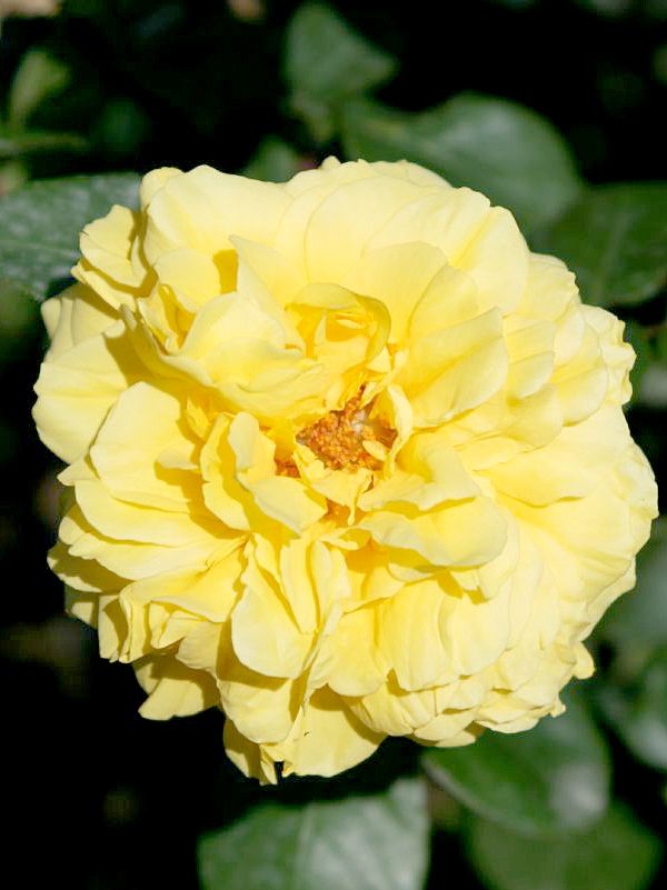 Gina Lollobrigida® Edelrose (Teehybride)