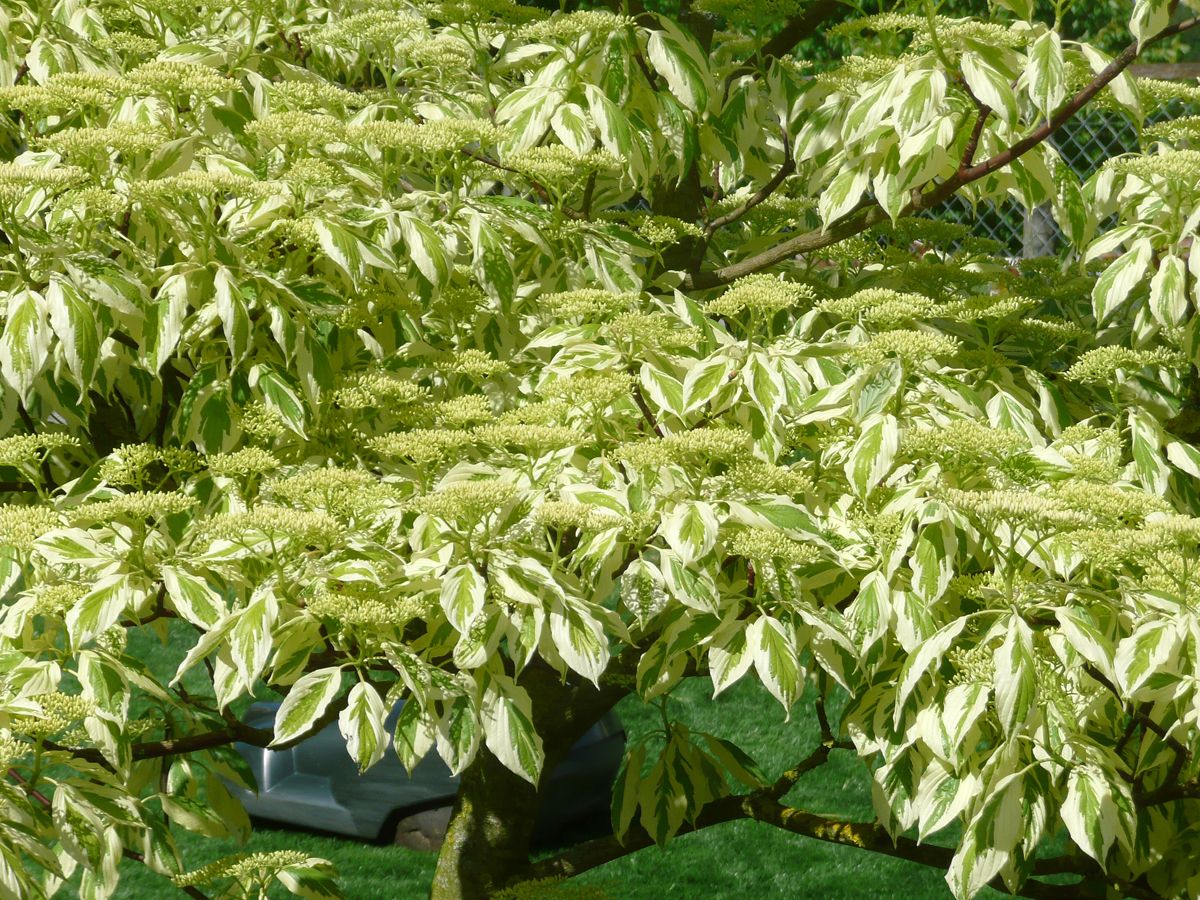 Buntblättriger Pagodenhartriegel Variegata Buntblättriger Pagodenhartriegel Variegata