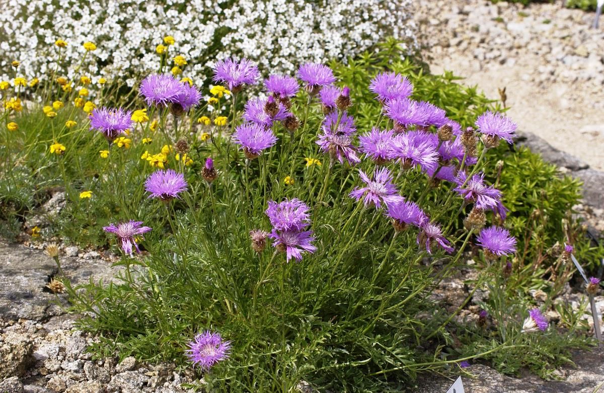 Silberflockenblume Silberflockenblume