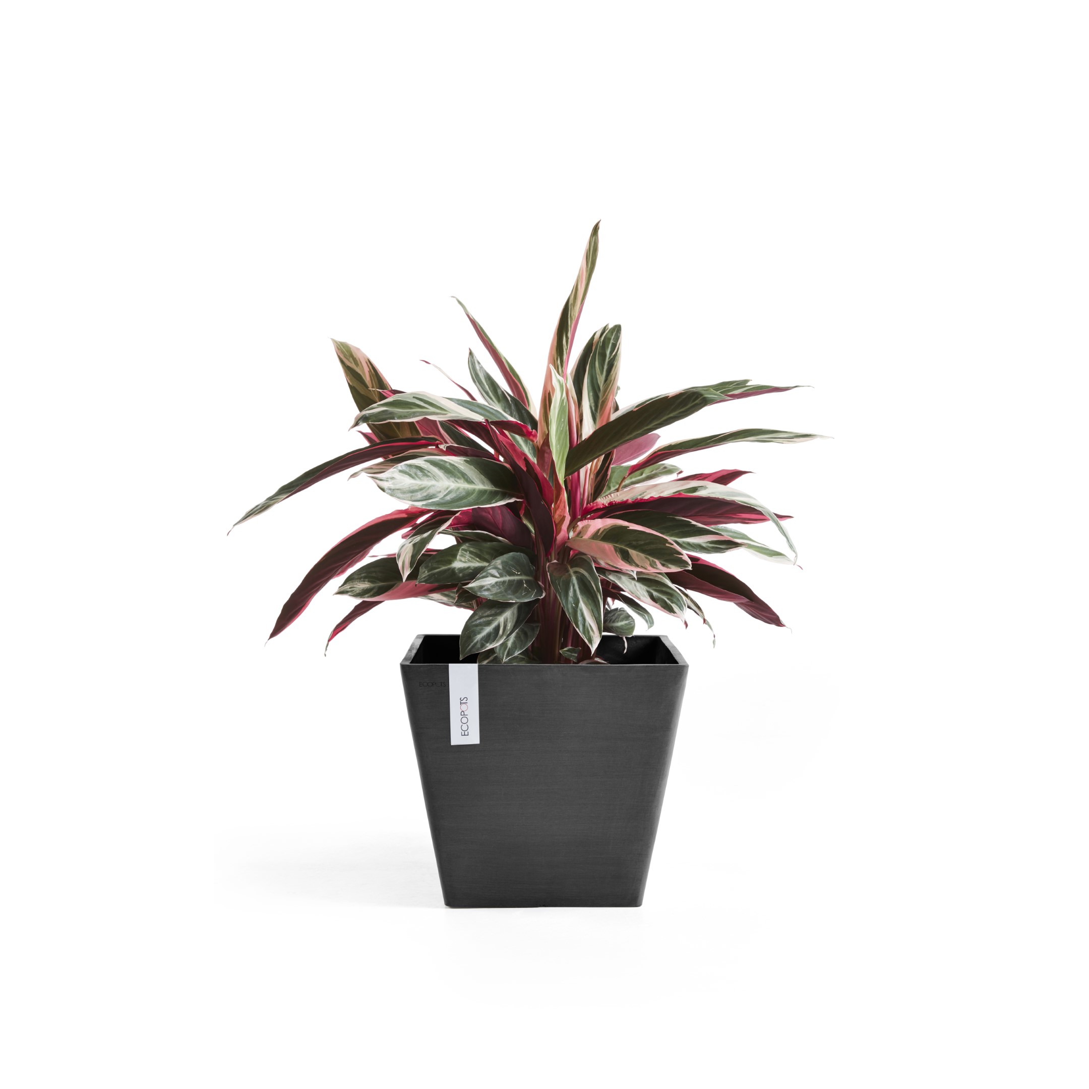 Ecopots Rotterdam