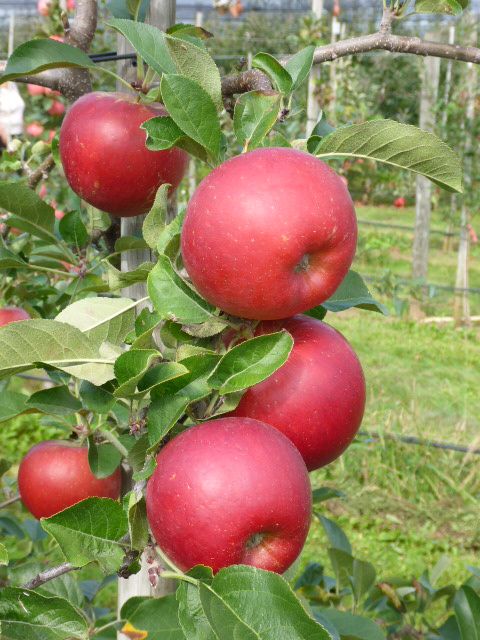 Ladina Apfel Ladina Apfel