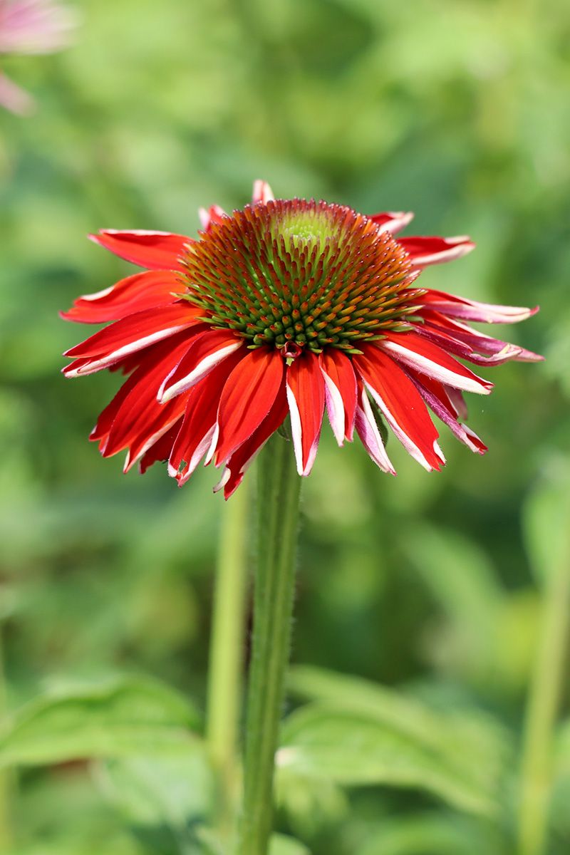 Sonnenhut Salsa Red