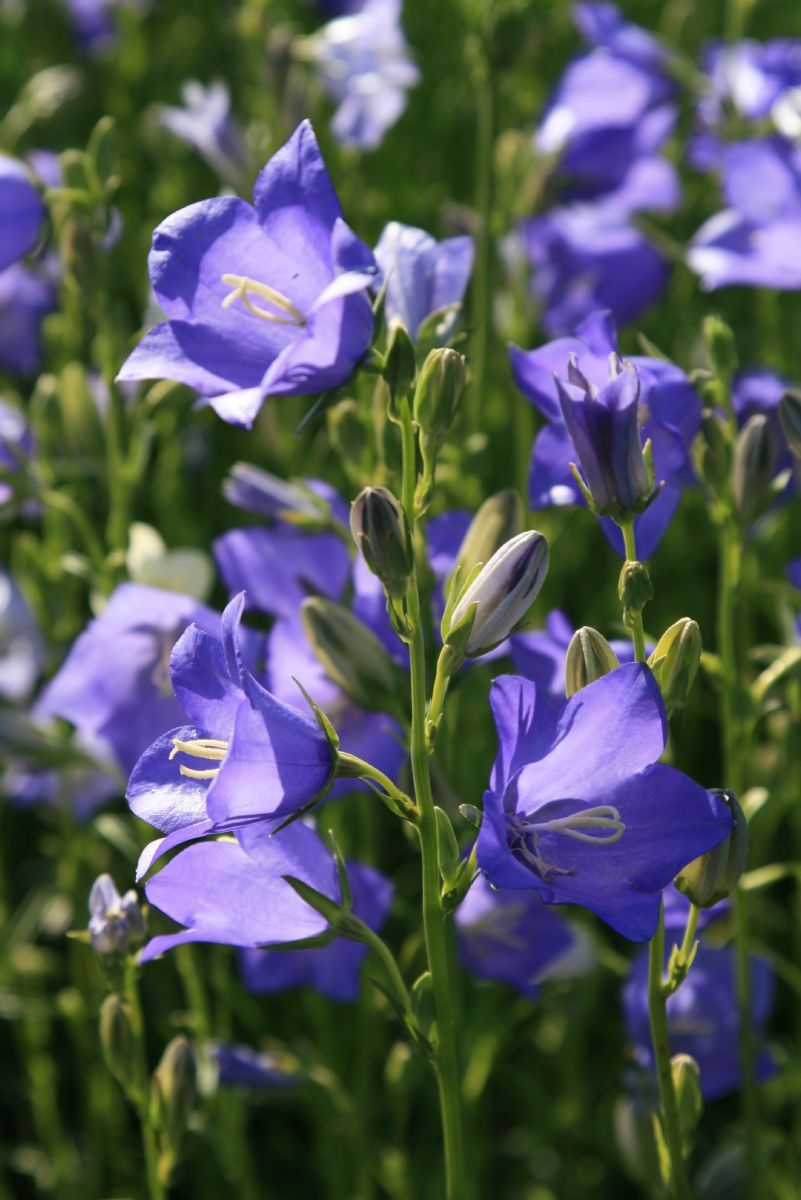 Pfirsichblättrige Glockenblume Telham Beauty Pfirsichblättrige Glockenblume Telham Beauty