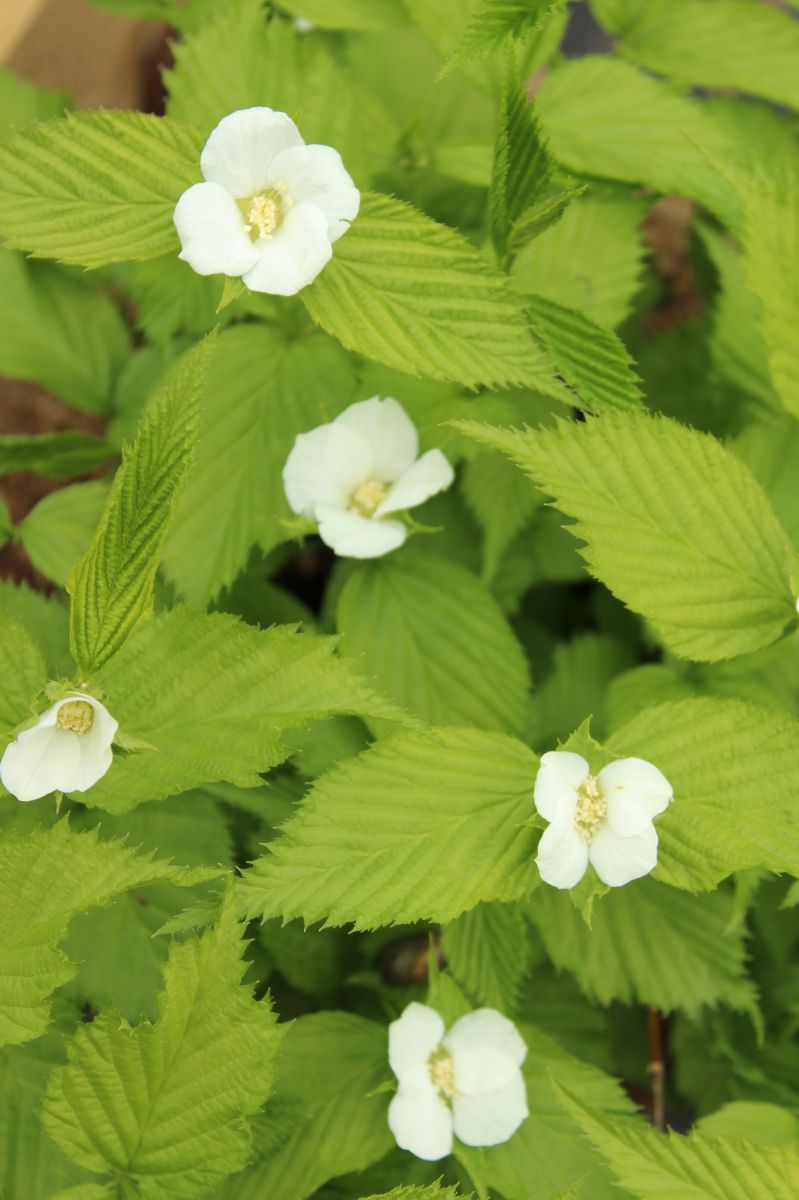 Scheinkerrie Scheinkerrie