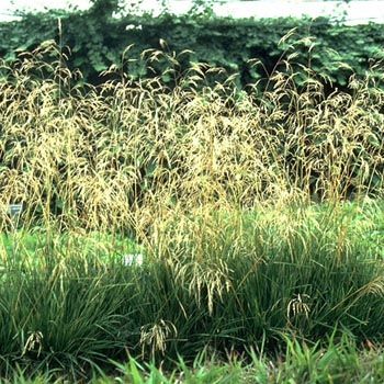 Waldschmiele, Rasenschmiele Waldschmiele, Rasenschmiele