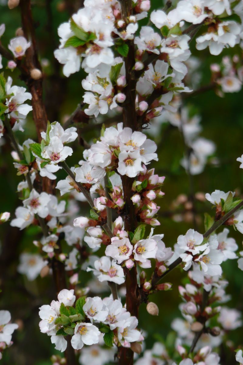 Koreakirsche Koreakirsche