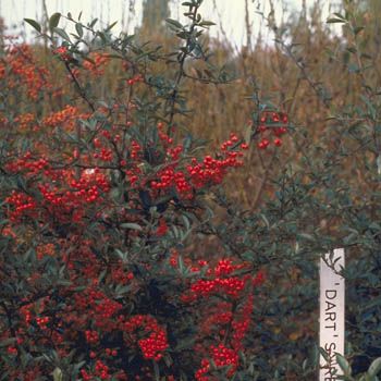 Feuerdorn Dart's Red