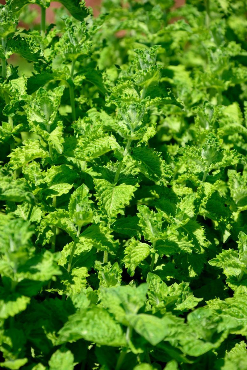 Mojitominze