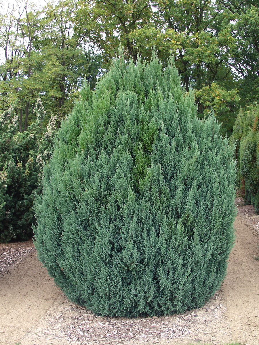 Chinesischer Wacholder Stricta Chinesischer Wacholder Stricta