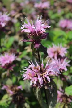Indianernessel, Goldmelisse Croftway Pink
