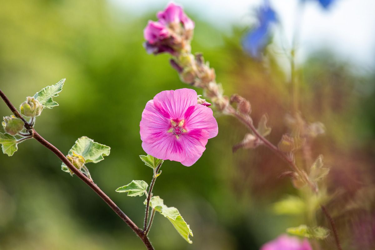 Buschmalve, Strauchmalve Burgundy Wine Buschmalve, Strauchmalve Burgundy Wine