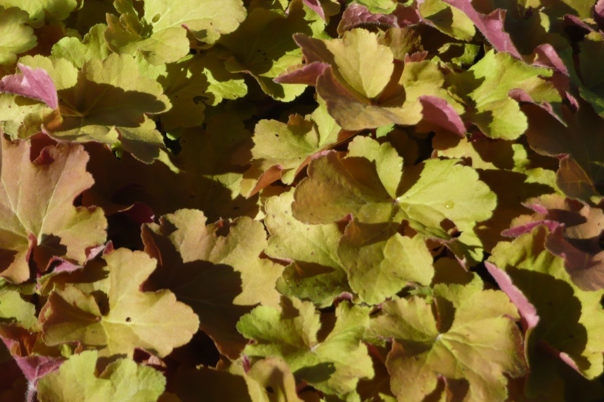 Purpurglöckchen Caramel® Purpurglöckchen Caramel®