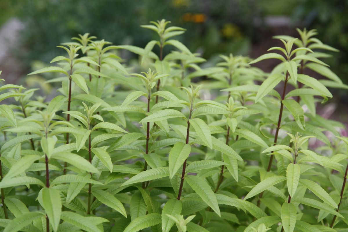 Verveine