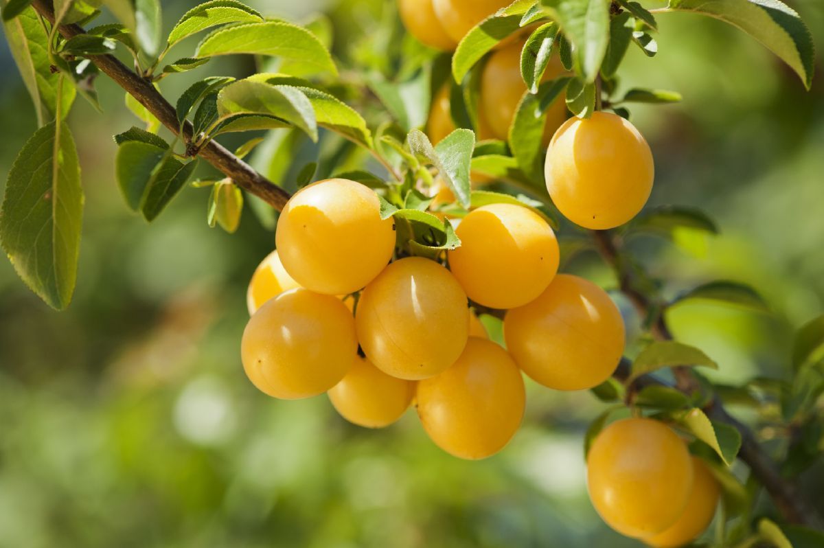 Mirabelle de Nancy (anspruchslos, selbstfruchtbar) Mirabelle de Nancy (anspruchslos, selbstfruchtbar)