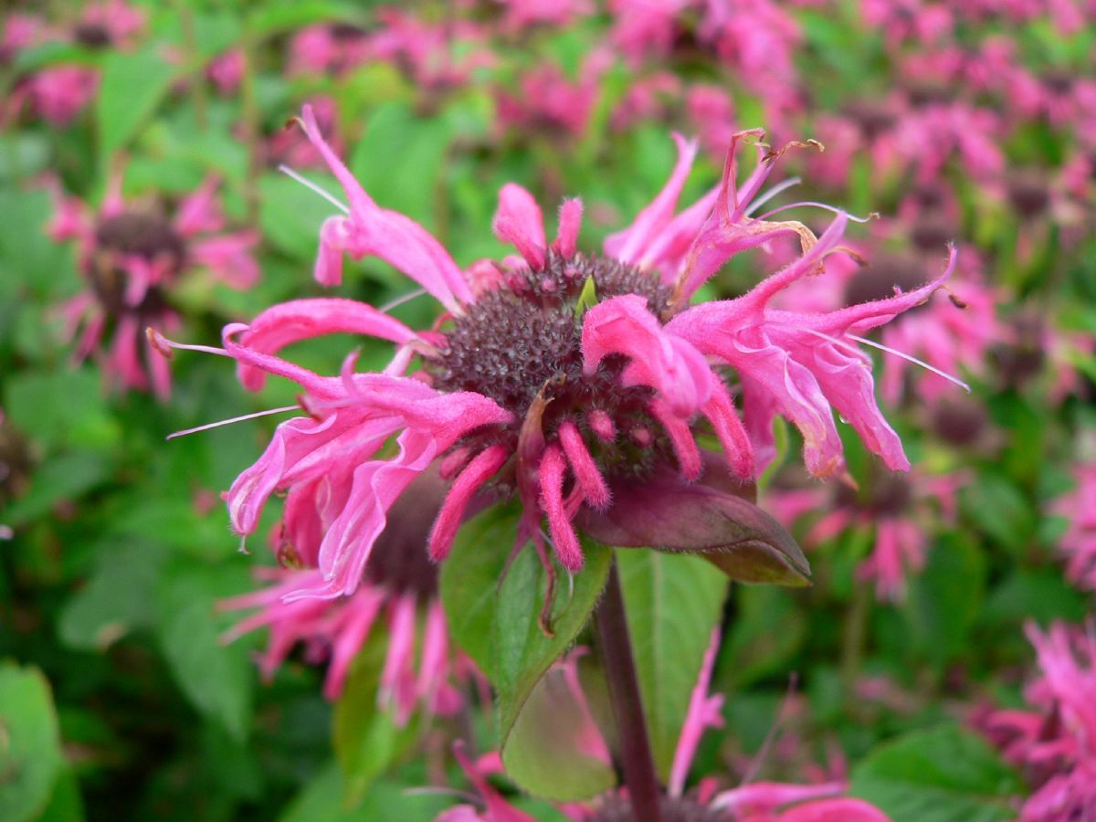 Goldmelisse, Indianernessel Pink Lace