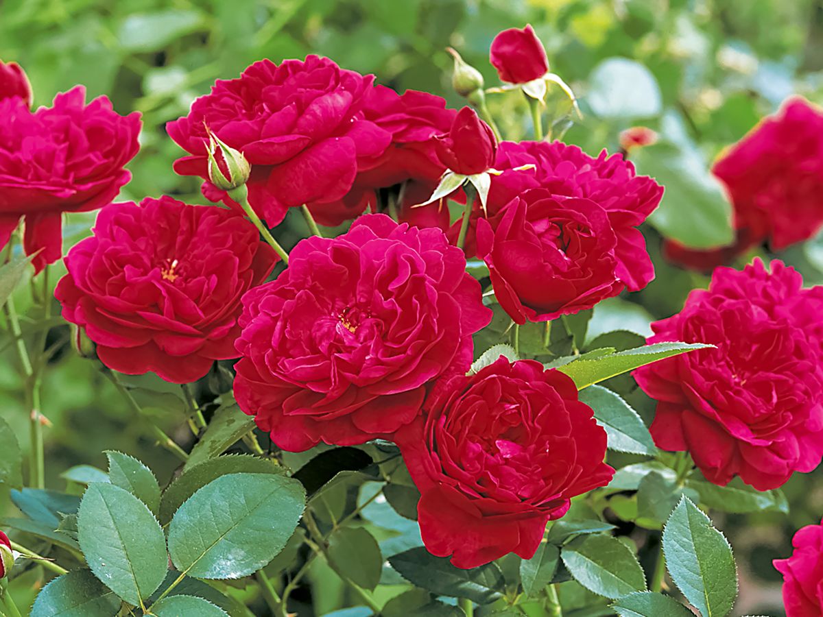 Darcey Bussell® Englische Rose (leichter Duft)