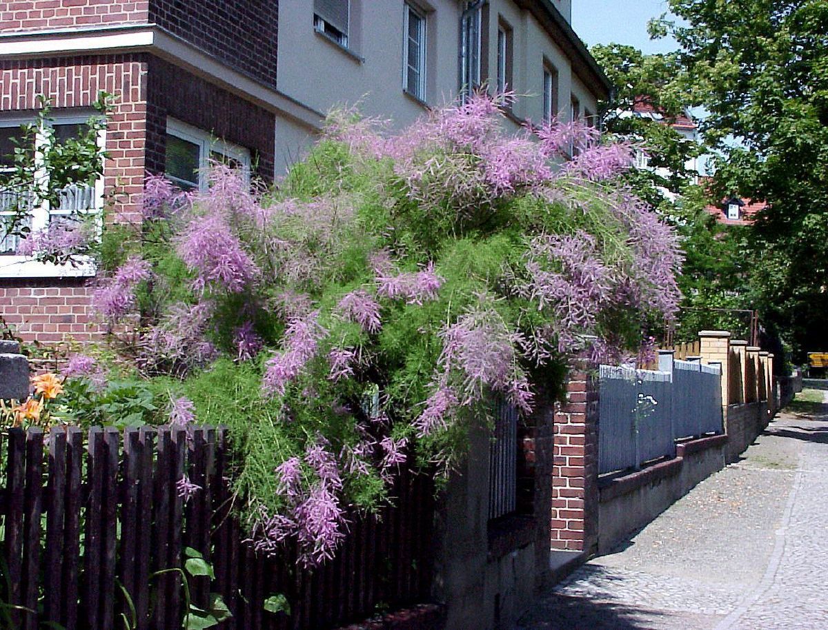 Sommertamariske Pink Cascade