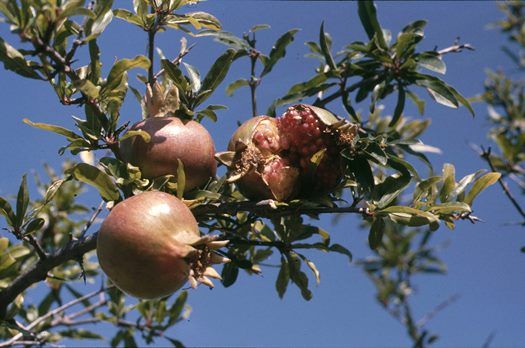 Granatapfel Granatapfel