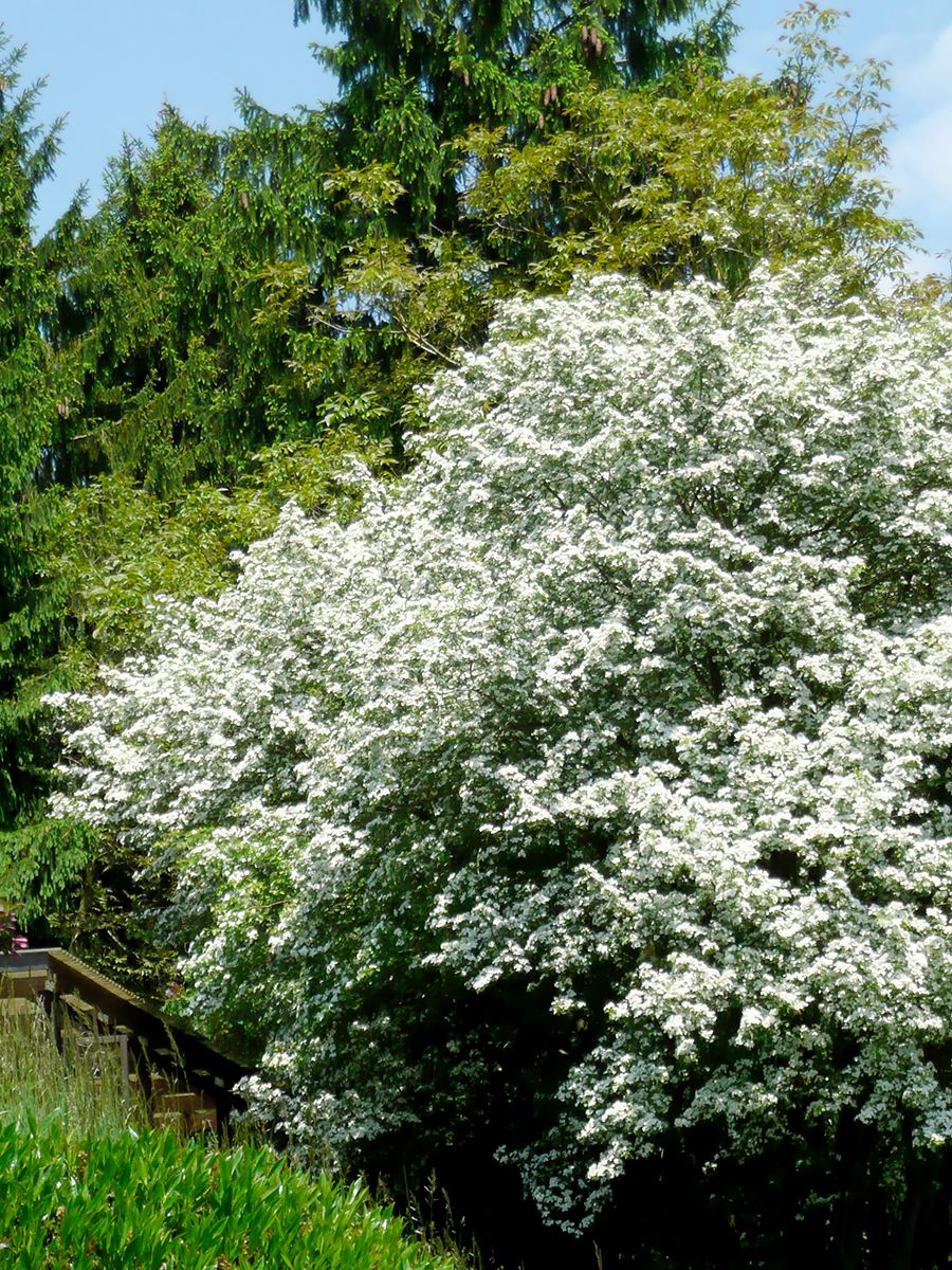 Zweigriffliger Weissdorn Zweigriffliger Weissdorn