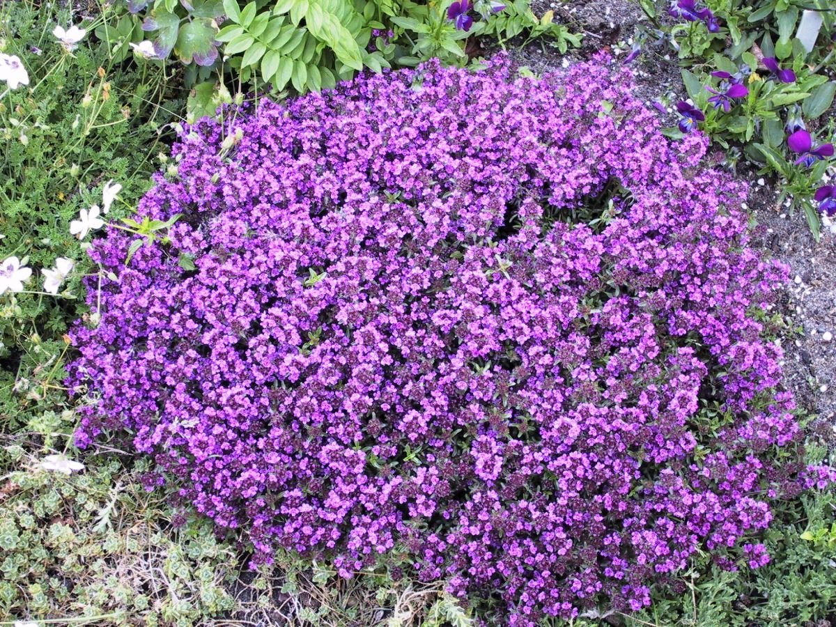 Polsterthymian Purple Beauty