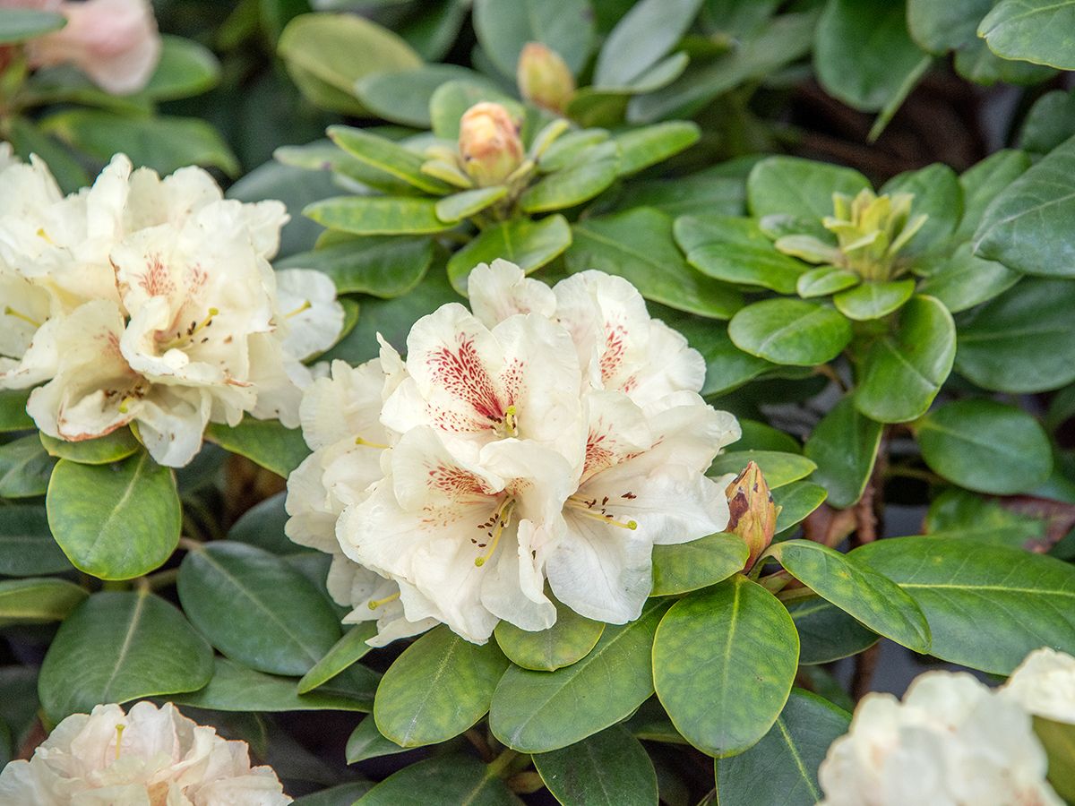 Rhododendron Goldbukett