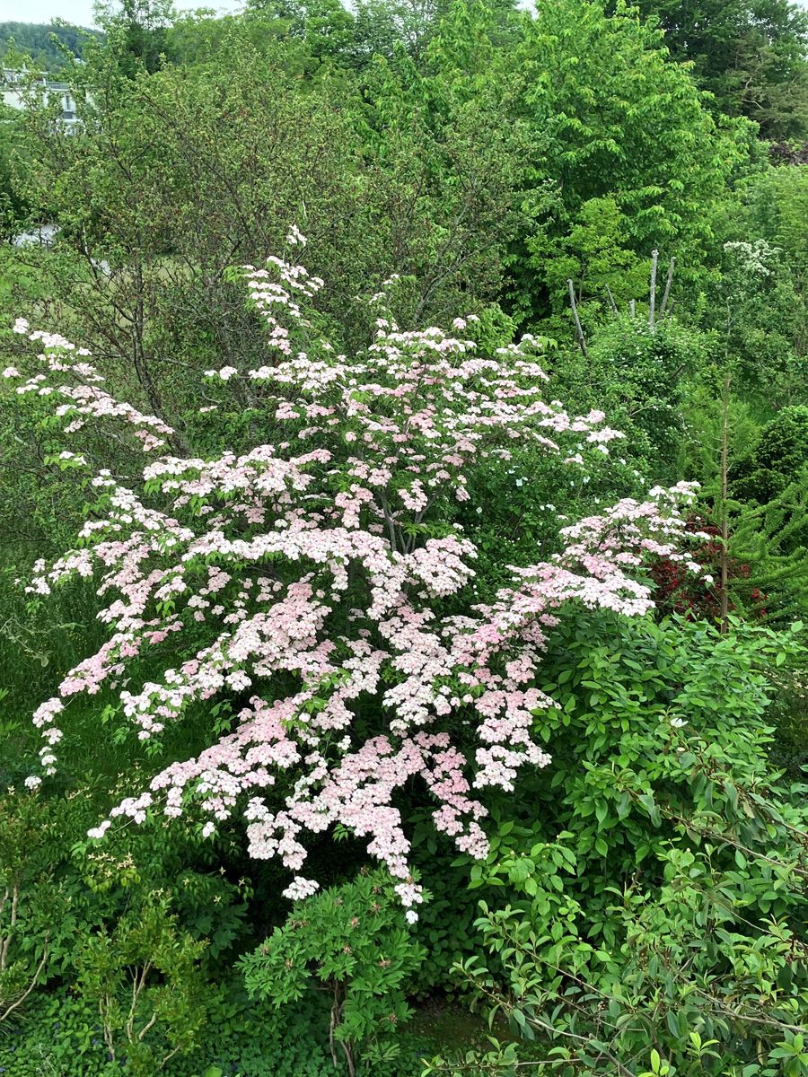 Blumenhartriegel Stellar Pink