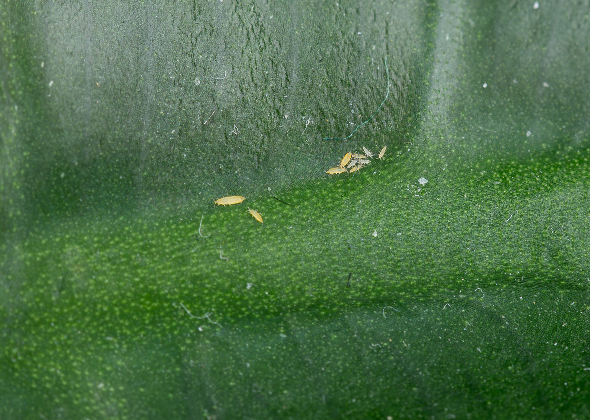 Raubmilben (Amblyseius cucumeris)