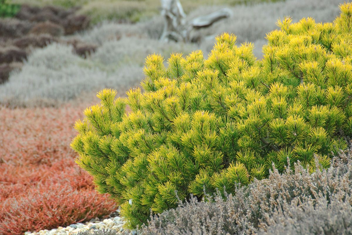 Goldlegföhre Winter Gold Goldlegföhre Winter Gold