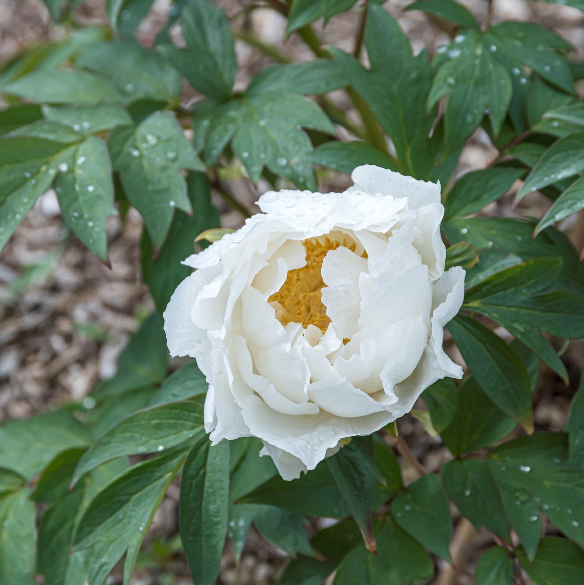 Strauchpfingstrose Godaischu