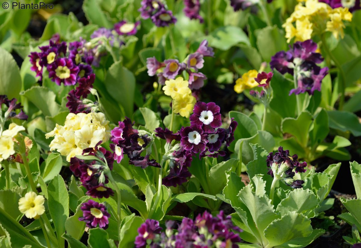 Gartenaurikel